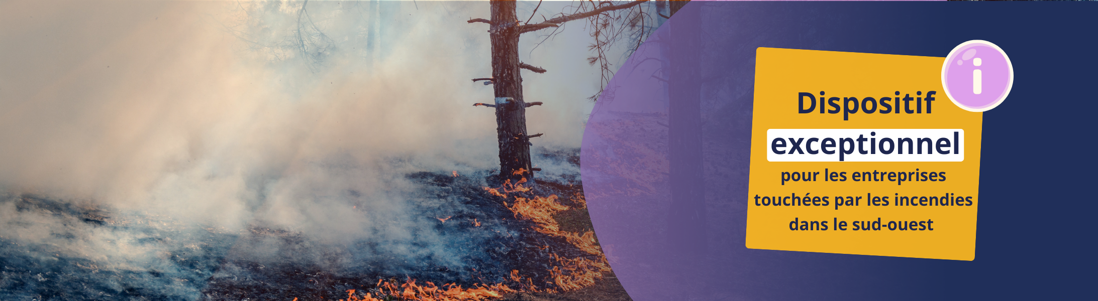 Dispositif exceptionnel  pour les entreprises dans le sud-ouest : image feu de la pinède